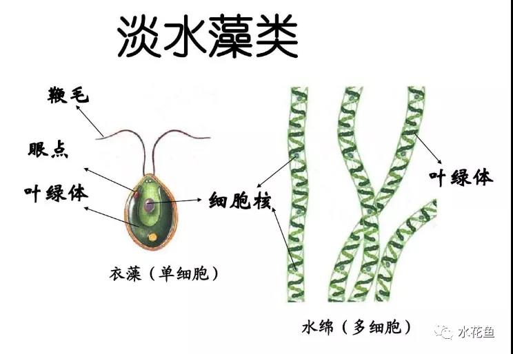 藻类植物 生物圈图片