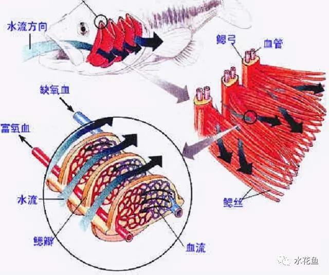 另外,鳃小片仅由单层上皮细胞构成,因此在鱼类出水之后,鳃小片会粘连