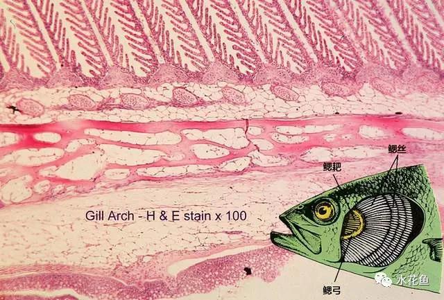 l以下,为了从这种低氧环境中获得氧气,鱼鳃往往具有非常特殊的结构